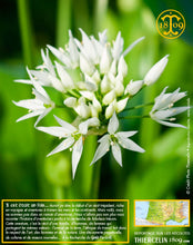 Ail des ours, feuilles coupées déshydratées