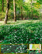 Ail des ours, feuilles coupées déshydratées