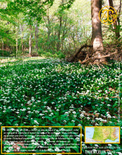 Ail des ours, feuilles coupées déshydratées