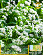 Ail des ours, feuilles coupées déshydratées