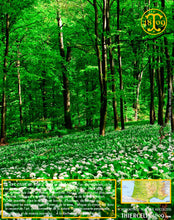 Ail des ours, feuilles coupées déshydratées