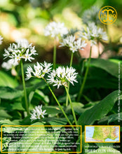 Ail des ours, feuilles coupées déshydratées