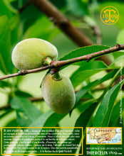 Amandes Blanchies, poudre