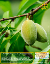 Amandes Blanchies, entières décortiquées