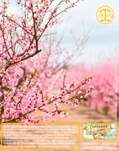 Amandes lait concentré, pâte concentrée