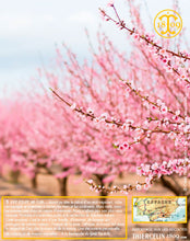 Amandes Blanchies, entières décortiquées