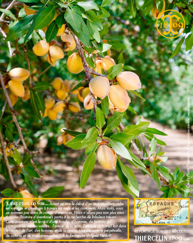 Purée de pistaches vertes, 100 % fruits – Thiercelin - La Santé vous va si  Bien®