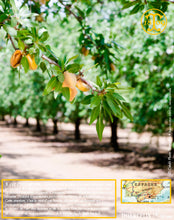 Amandes Blanchies, entières décortiquées