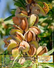 Amandes Blanchies, poudre