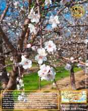 Amandes Blanchies, poudre