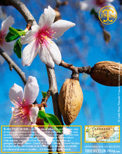 TANT-POUR-TANT, blanchi, 50% amandes poudre, 50% sucre glace