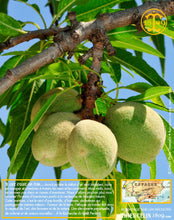 TANT-POUR-TANT, blanchi, 50% amandes poudre, 50% sucre glace