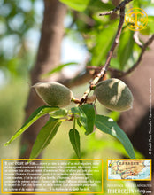 Amandes Blanchies, poudre