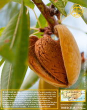 Amandes Blanchies, poudre