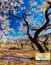 Huile d'Amande douce, vierge, première pression à froid
