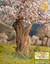 Amandes Blanchies, entières décortiquées