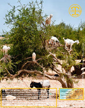 Huile d'Argan, vierge, première pression à froid, Fabrication Artisanale