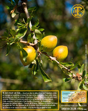 Huile d'Argan, vierge, première pression à froid, Fabrication Artisanale