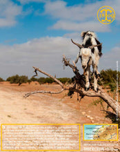 Huile d'Argan, vierge, première pression à froid, Fabrication Artisanale