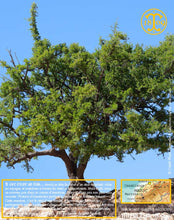 Huile d'Argan, vierge, première pression à froid, Fabrication Artisanale