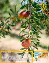 Huile d'Argan, vierge, première pression à froid, Fabrication Artisanale