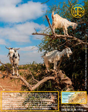 Huile d'Argan, vierge, première pression à froid, Fabrication Artisanale