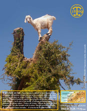 Huile d'Argan, vierge, première pression à froid, Fabrication Artisanale