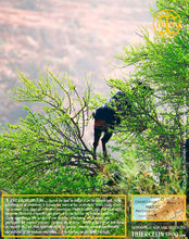 Huile d'Argan, vierge, première pression à froid, Fabrication Artisanale