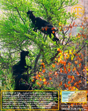 Huile d'Argan, vierge, première pression à froid, Fabrication Artisanale