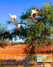 Huile d'Argan, vierge, première pression à froid, Fabrication Artisanale