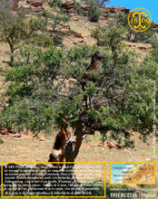 Huile d'Argan, vierge, première pression à froid, Fabrication Artisanale