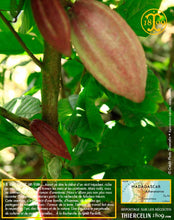 Fèves de cacao, entières améliorées