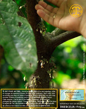 Fèves de cacao, entières améliorées