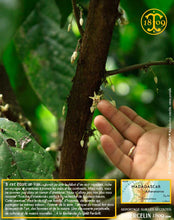 Fèves de cacao, entières améliorées