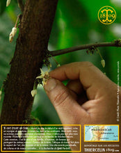 Fèves de cacao, entières améliorées