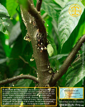 Fèves de cacao, entières améliorées