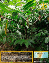 Fèves de cacao, entières améliorées