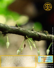 Fèves de cacao, entières améliorées