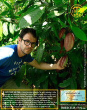 Fèves de cacao, entières améliorées