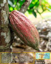 Fèves de cacao, entières améliorées
