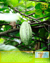 Fèves de cacao, entières améliorées