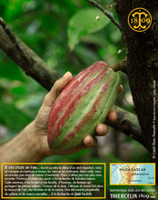 Fèves de cacao, entières améliorées