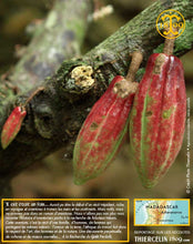 Fèves de cacao, entières améliorées