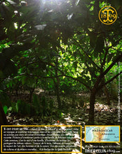 Fèves de cacao, entières améliorées