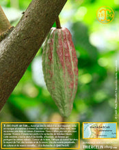 Fèves de cacao, entières améliorées