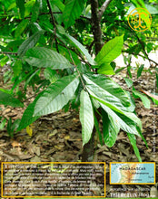 Fèves de cacao, entières améliorées