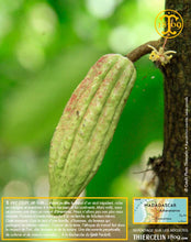 Fèves de cacao, entières améliorées