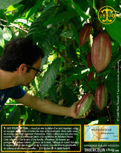 Fèves de cacao, entières améliorées