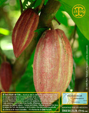 Fèves de cacao, entières améliorées