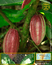 Fèves de cacao, entières améliorées